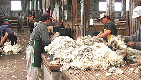Ea. Menéndez, shearing